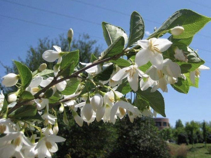 Styrax jap Emerald Pagoda 5'