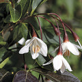 Styrax jap Evening Light #10