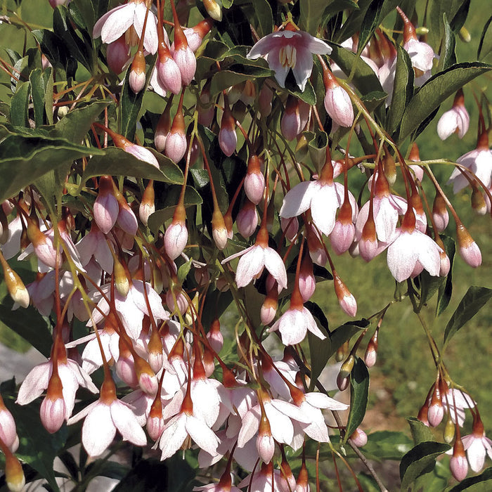 Styrax jap Marley's Pink Parasol #10