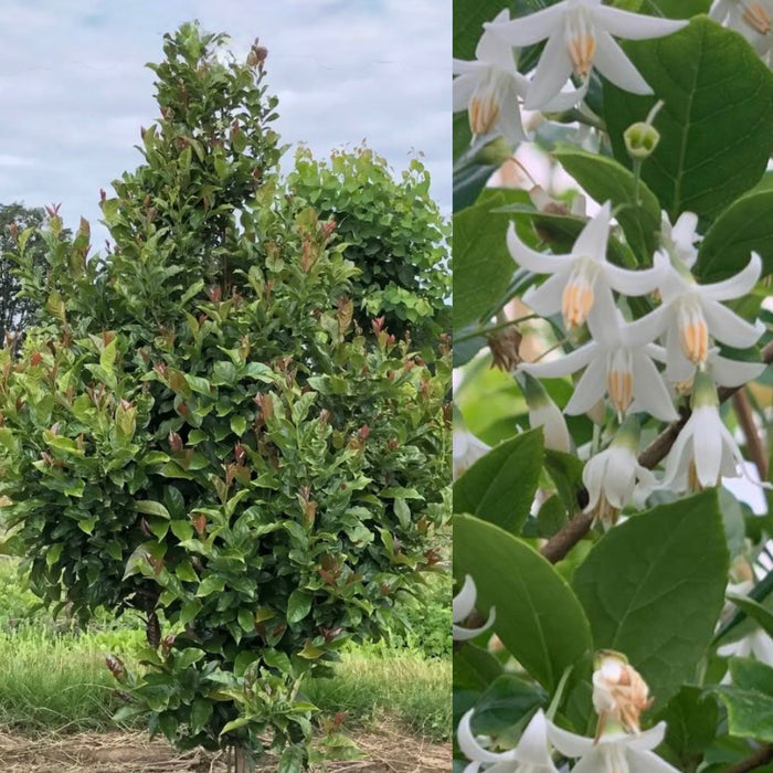 Styrax jap Stairway to Heaven #7