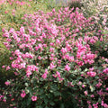Symphoricarpos Candy #3