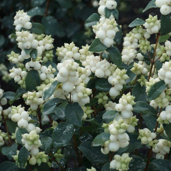 Symphoricarpos White Symphony #2