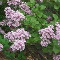 Syringa meyeri Palibin 3'