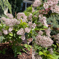 Syringa pat Dream Cloud #3
