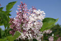 Syringa pat Miss Kim 2'