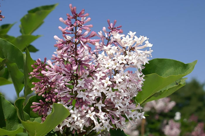 Syringa pat Miss Kim 2'