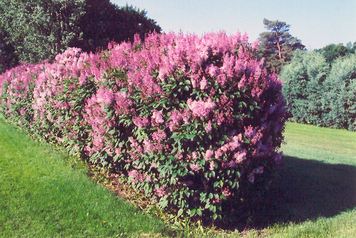 Syringa pres Minuet #3