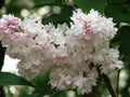 Syringa v Beauty of Moscow #5