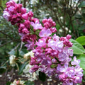 Syringa v Belle of Nancy #3