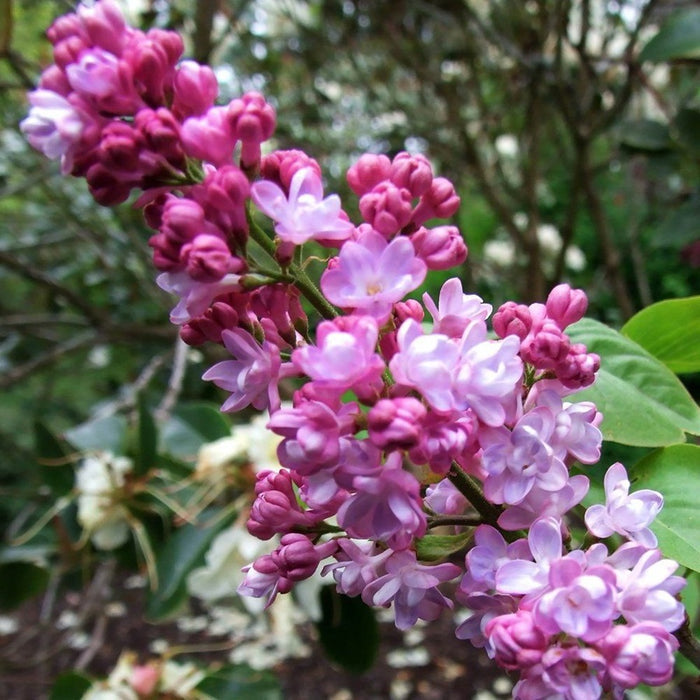Syringa v Belle of Nancy #3