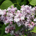 Syringa v Katherine Havemeyer #3