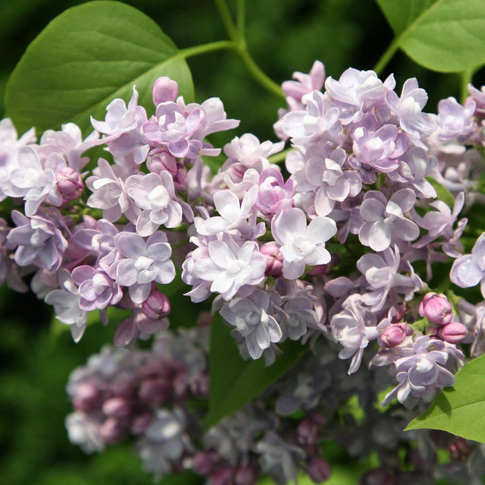Syringa v Katherine Havemeyer #3