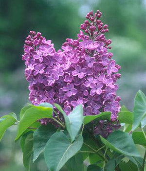 Syringa v Ludwig Spaeth #5