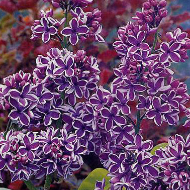 Syringa v Sensation #5