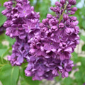 Syringa v Yankee Doodle #3