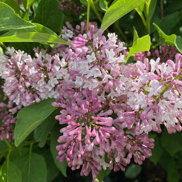 Syringa x Baby Kim #3