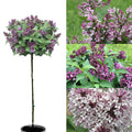 Syringa x Baby Kim #7 std