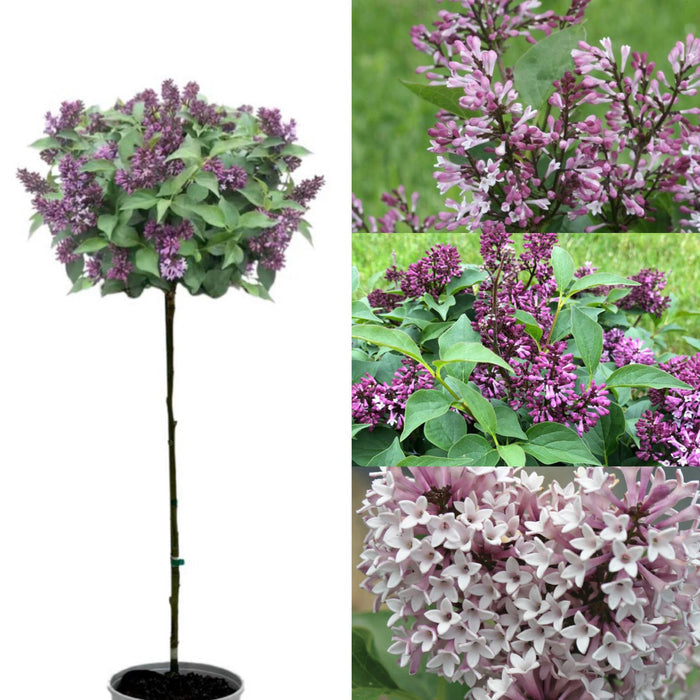 Syringa x Baby Kim #7 std