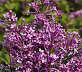 Syringa x Bloomerang #5