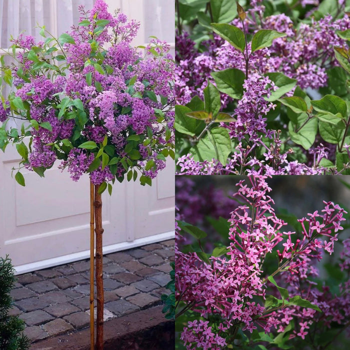 Syringa x Bloomerang Dark Purple #10 std