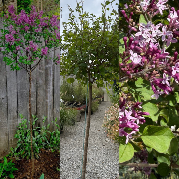 Syringa x Bloomerang Dwarf Purple #7 std