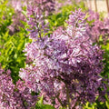 Syringa x Royalty #3