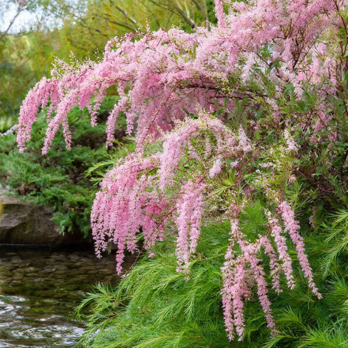 Tamarix ram Pink Cascade #3