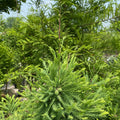 Taxodium d Cody's Feathers #5