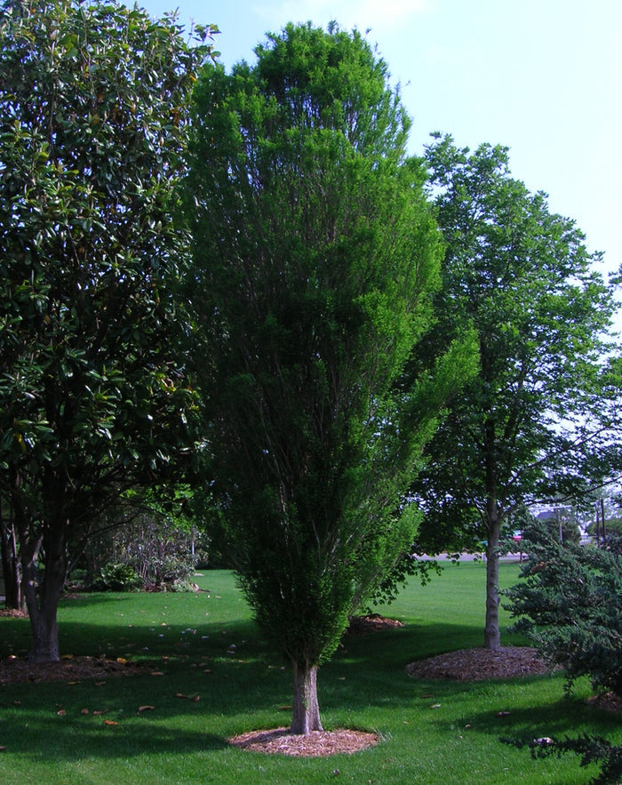 Taxodium d Lindsey's Skyward #10
