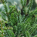 Taxus bac Amersfoort #3
