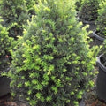 Taxus c Captain #7