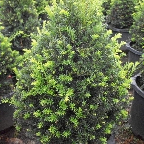 Taxus c Captain #7
