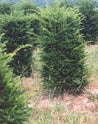 Taxus c columnaris 7'