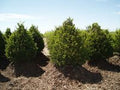 Taxus c Tvurdy 3.5'