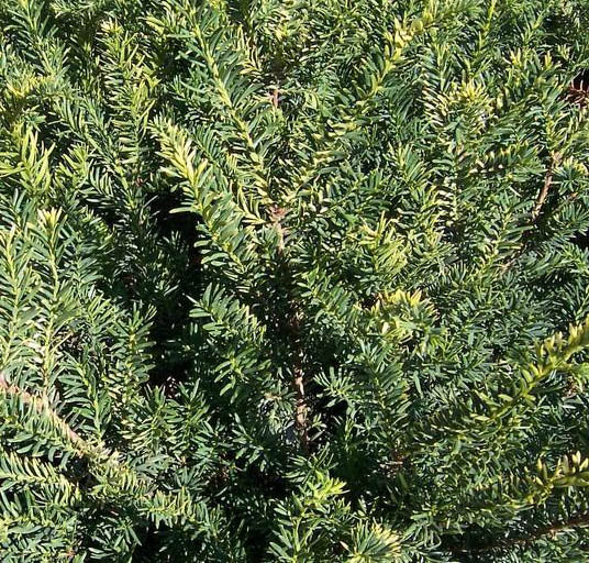 Taxus m #8 (Runyani) 18"