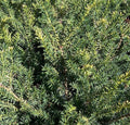 Taxus m #8 (Runyani) 2'