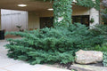 Taxus m Dark Green Spreader #3