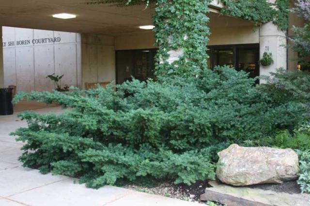 Taxus m Dark Green Spreader #3