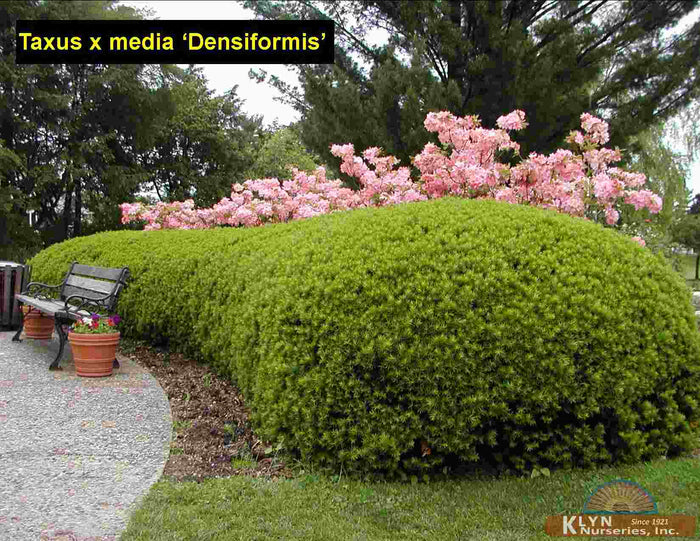 Taxus m densiformis 5'