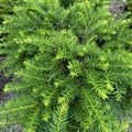 Taxus m Everlow #5