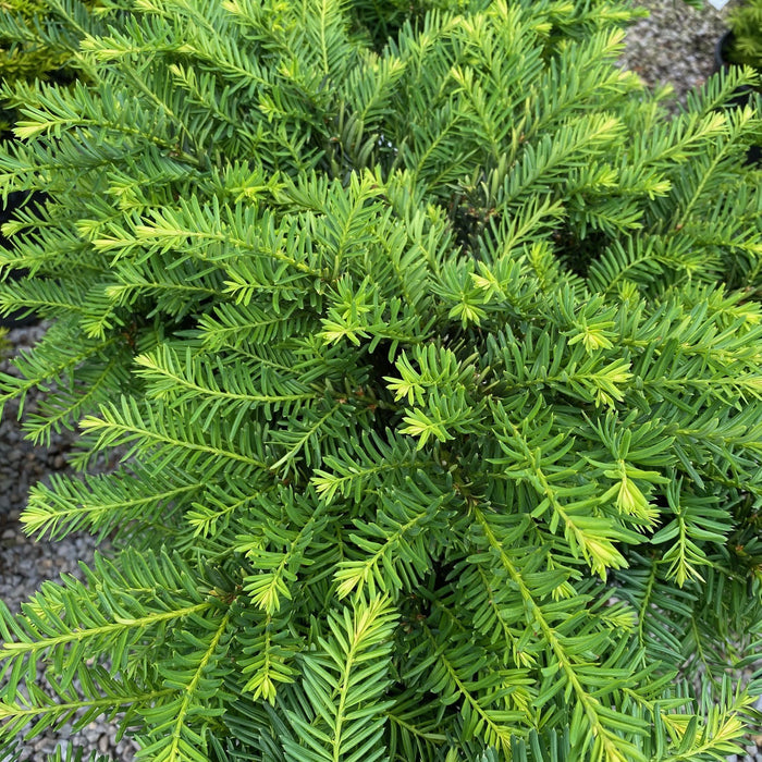 Taxus m Everlow #5