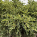 Taxus m Green Wave 15"