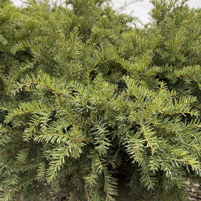 Taxus m Green Wave 2'