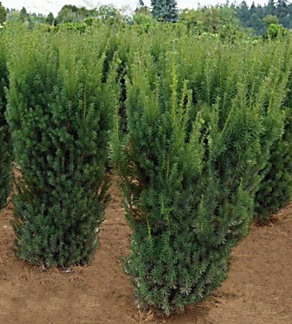 Taxus m Hicksii 4'