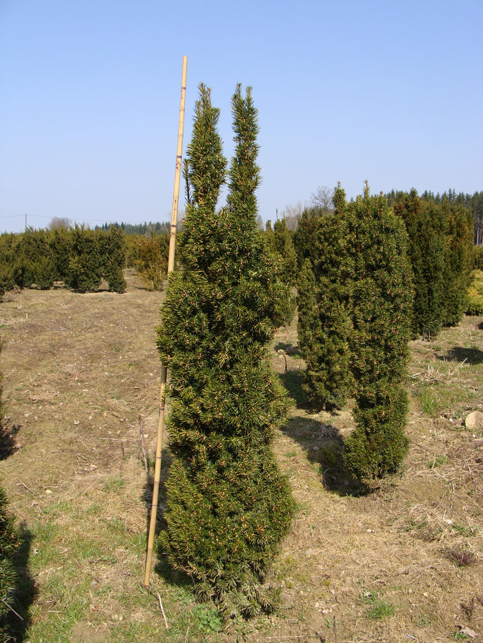 Taxus m Viridis #3