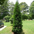 Thuja occ American Pillar #7