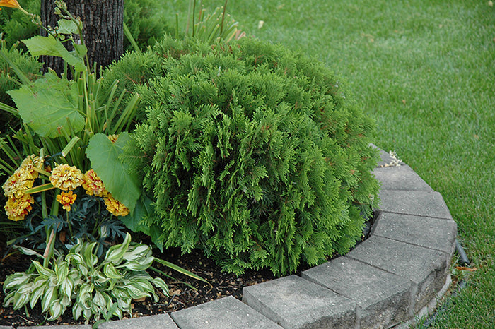 Thuja occ Danica #2