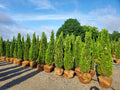 Thuja occ Degroot's Spire 6'
