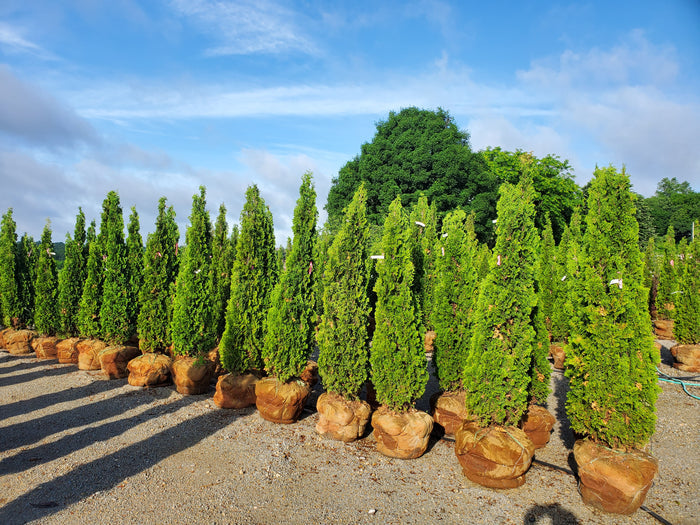 Thuja occ Degroot's Spire 6'