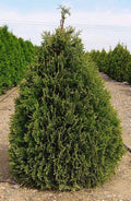 Thuja occ Douglasii Pyramidal 6'